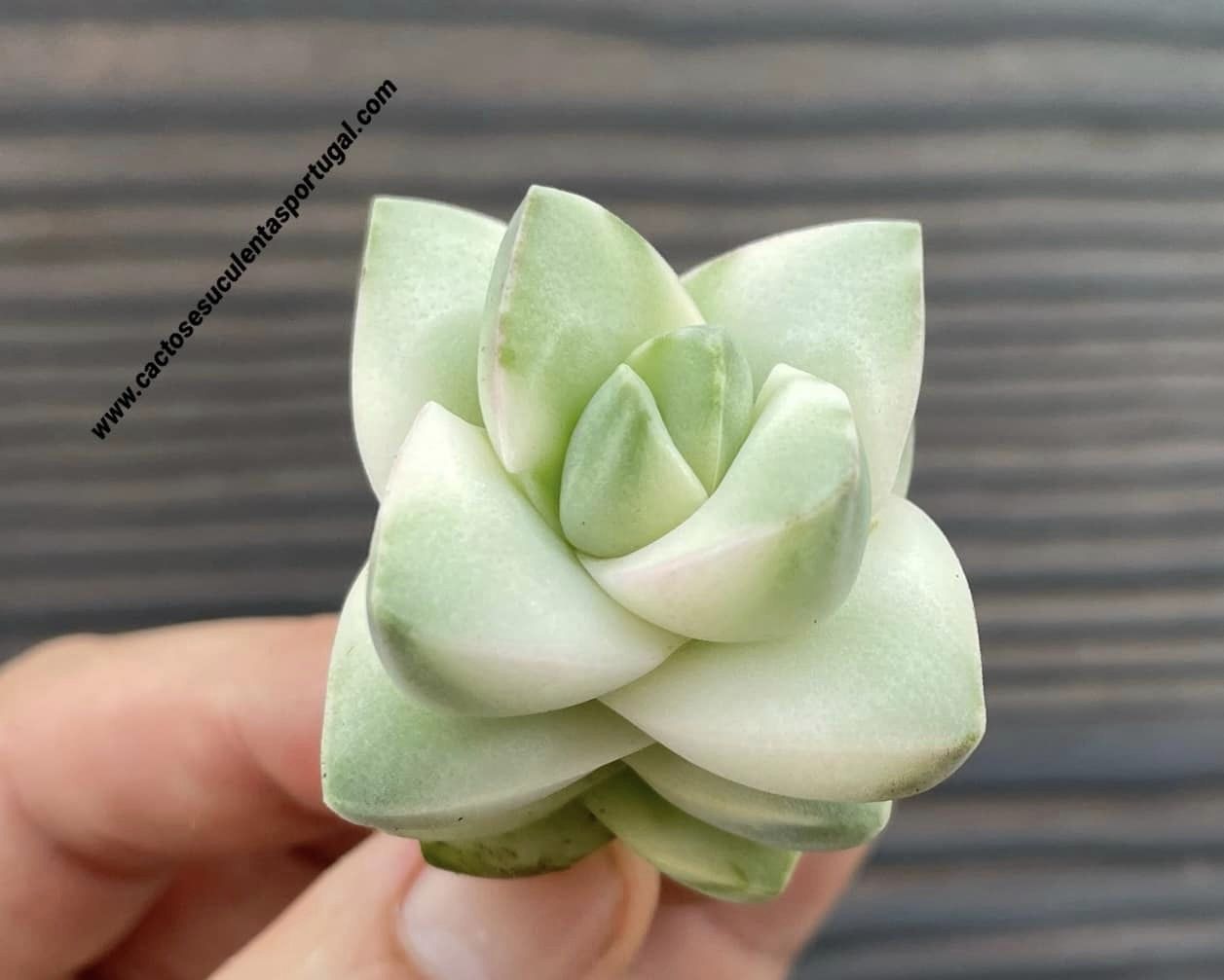 Crassula 'Moonglow' variegated