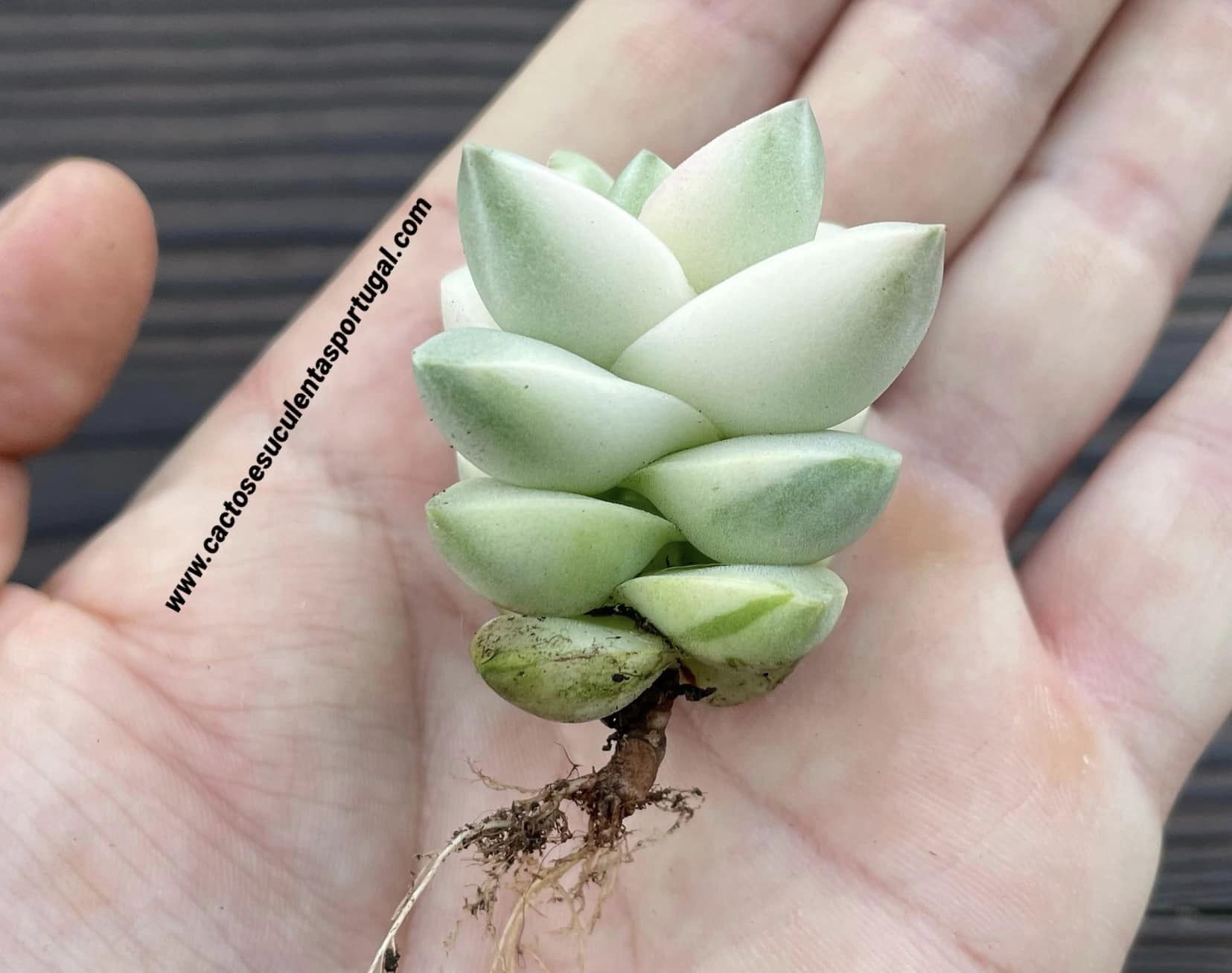 Crassula 'Moonglow' variegated