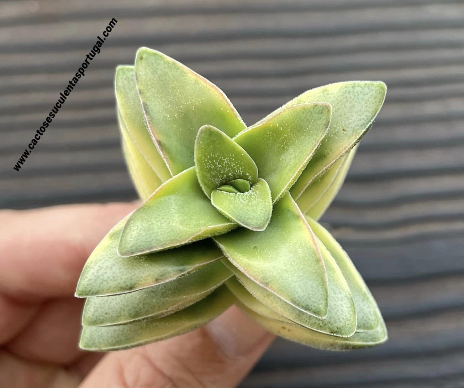 Crassula 'Springtime' variegated 