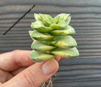 Crassula 'Springtime' variegated 