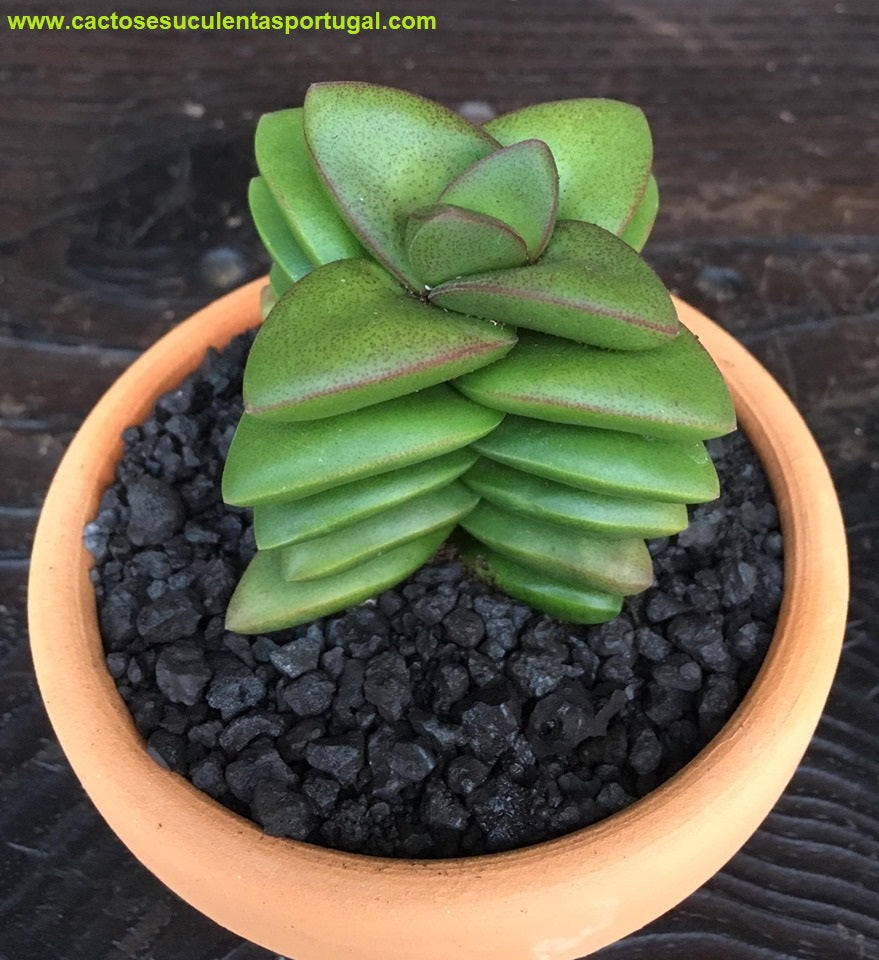 Crassula 'Talisman'
