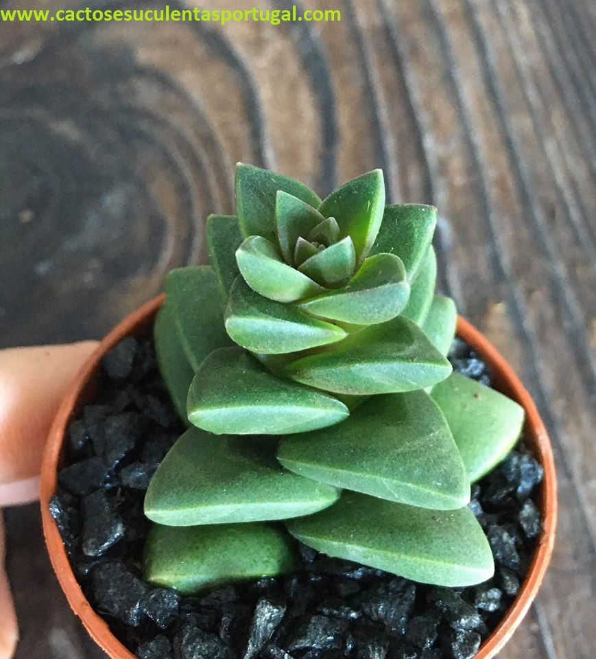 Crassula Talisman