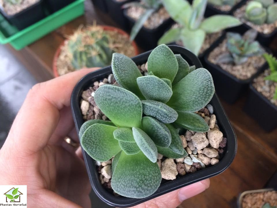 Crassula tecta