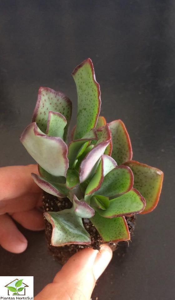Crassula arborescens subsp. undulatifolia