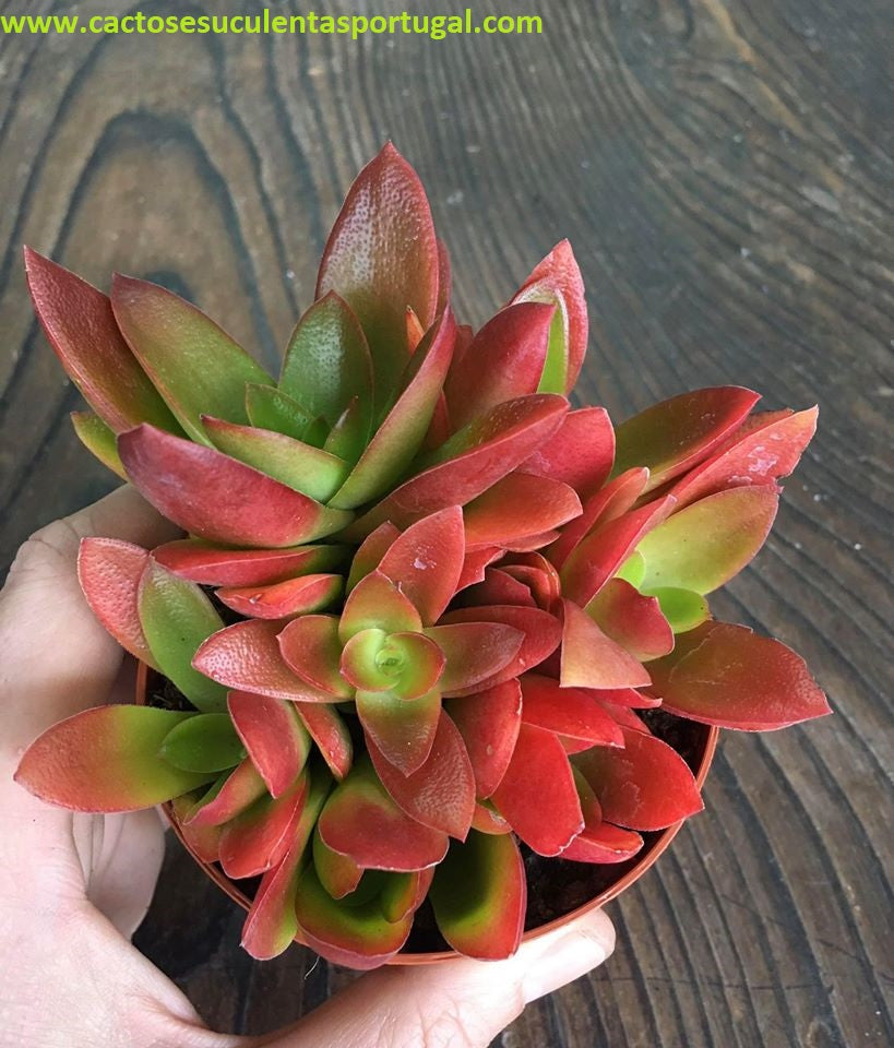 Crassula capitella ‘Campfire’