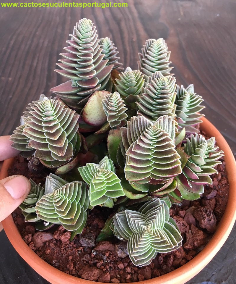 Crassula capitella subsp. thyrsiflora