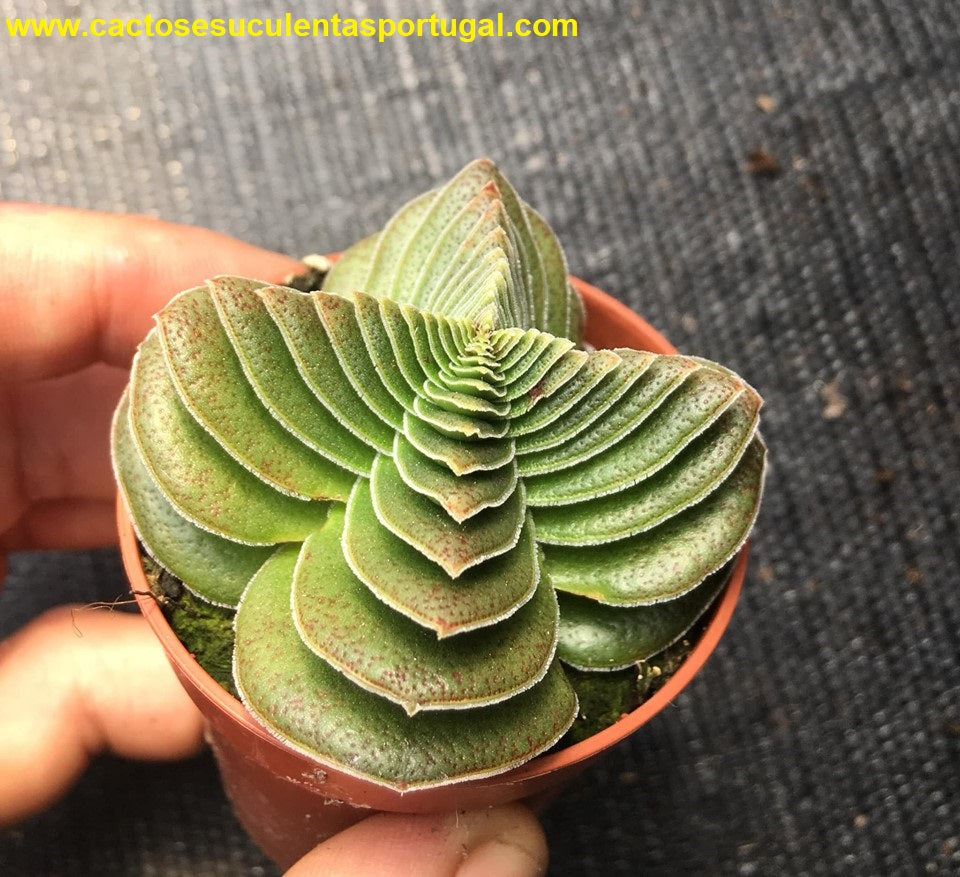 Crassula capitella subsp. thyrsiflora