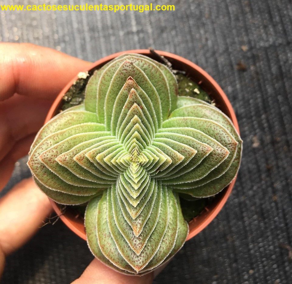 Crassula capitella subsp. thyrsiflora