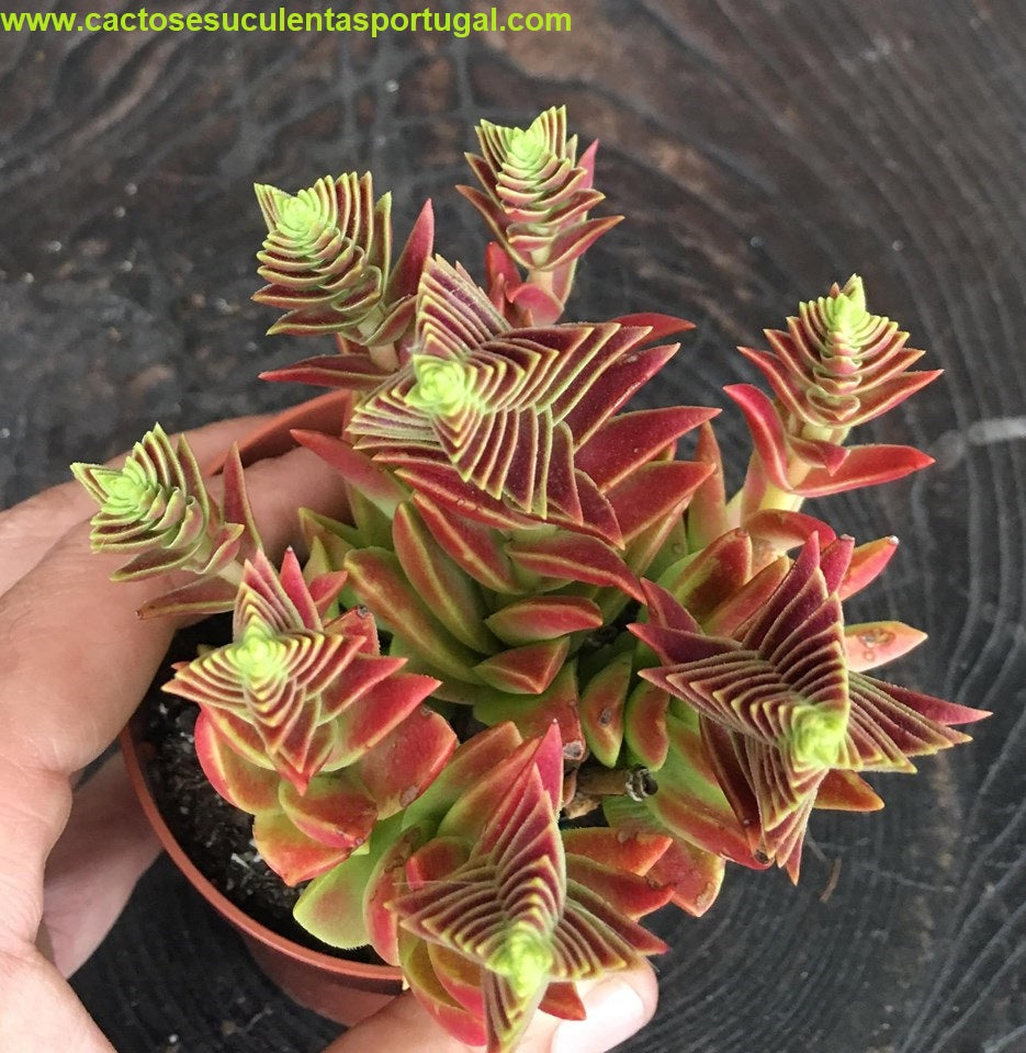 Crassula capitella subsp. thyrsiflora (Red Pagoda) 