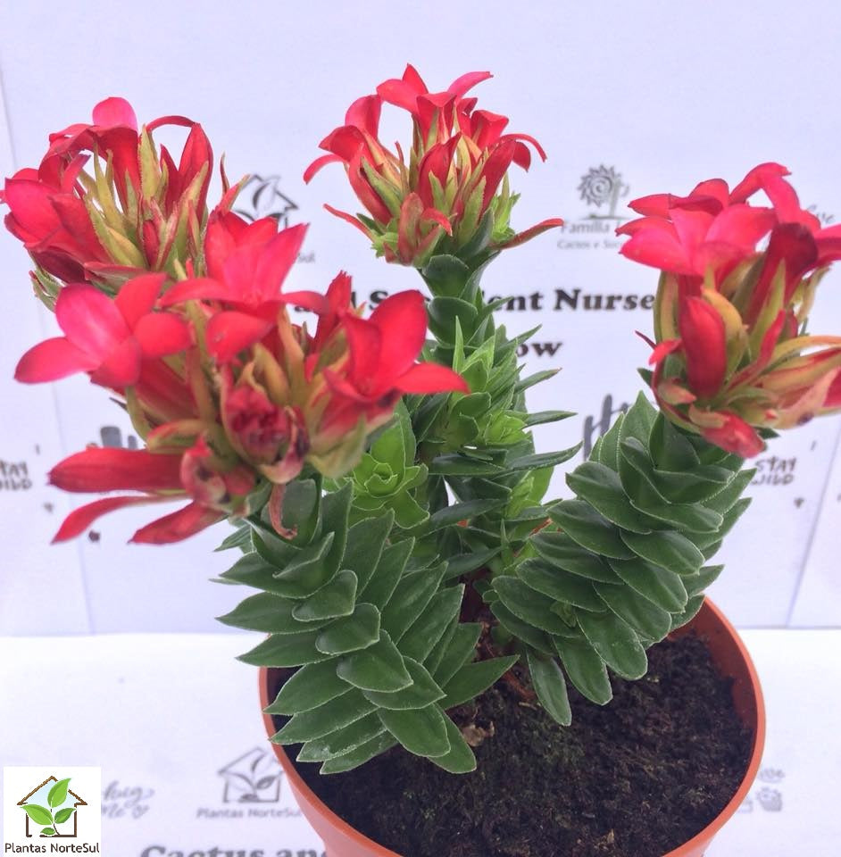 Crassula coccinea