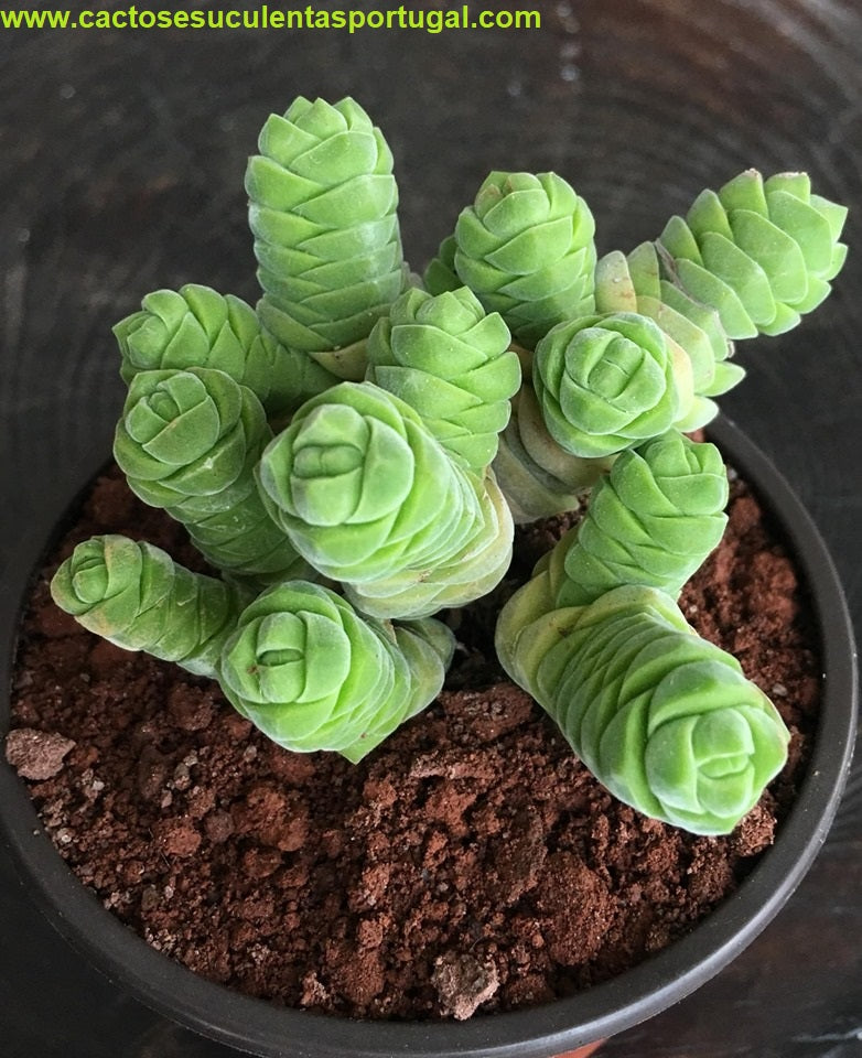 Crassula columella
