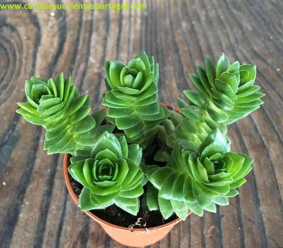 Crassula estagnol