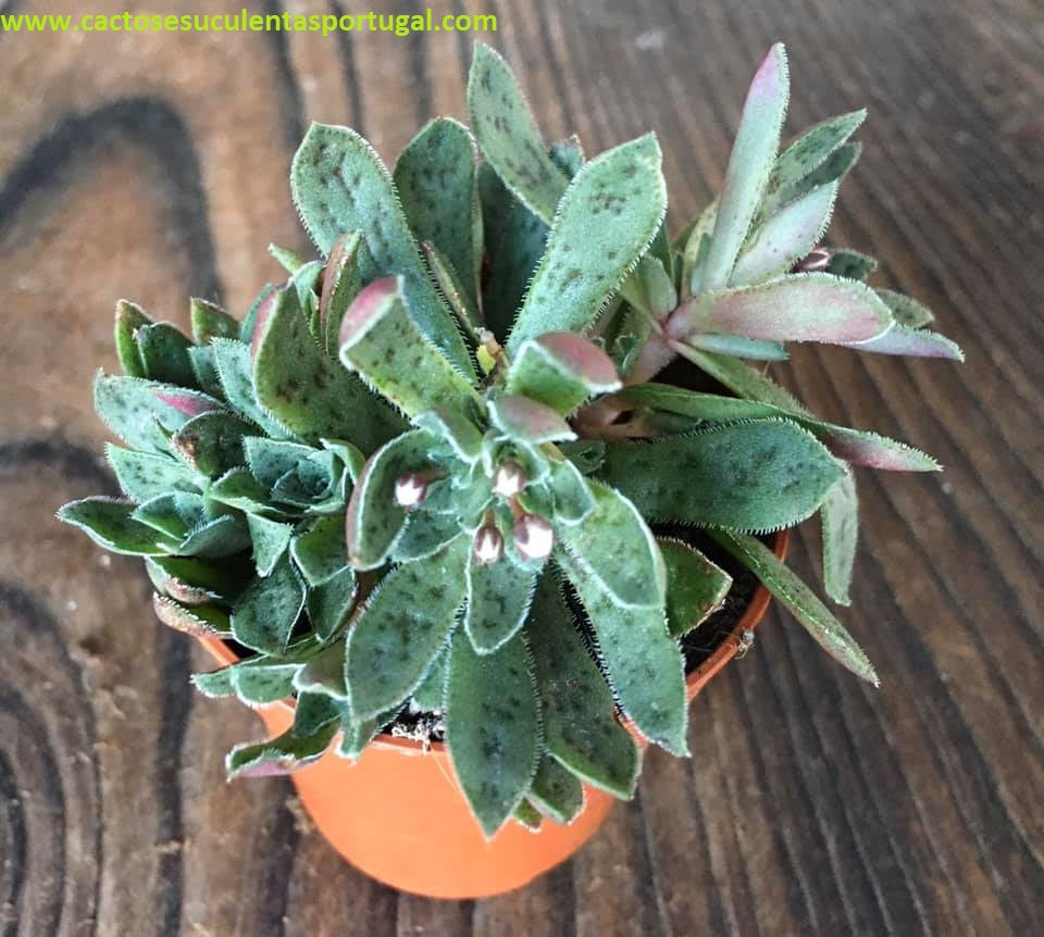 Crassula exilis