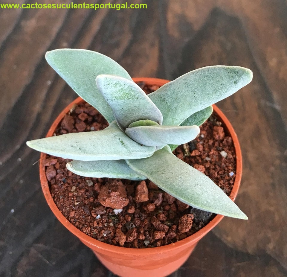 Crassula falcata minor