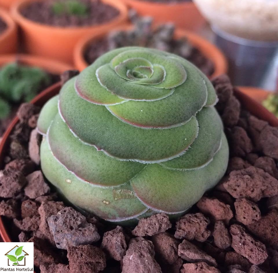 Crassula hemisphaerica