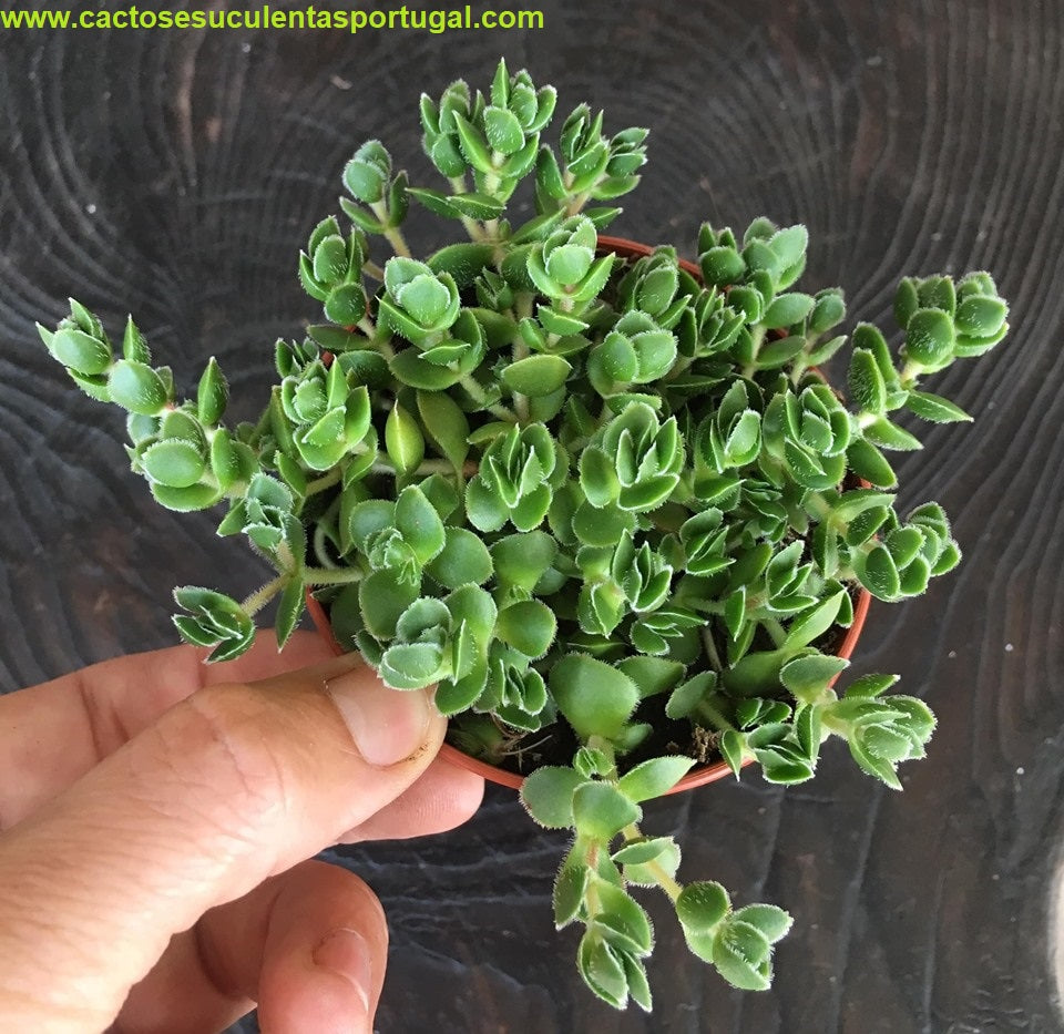 Crassula lanuginosa var. pachystemon 'David'