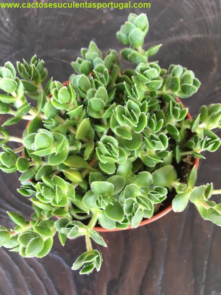 Crassula lanuginosa var. pachystemon 'David'