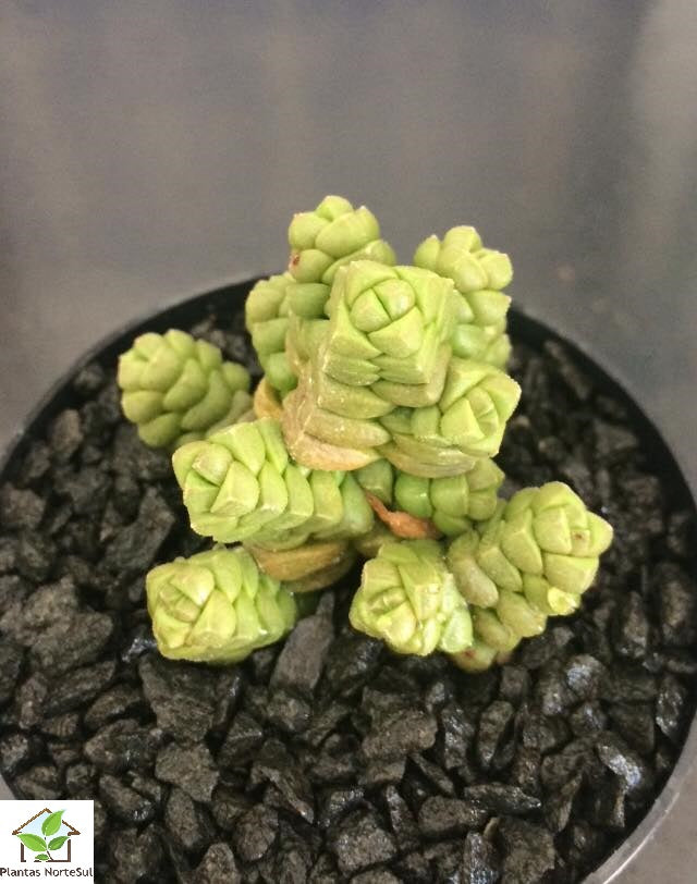 Crassula marchandii