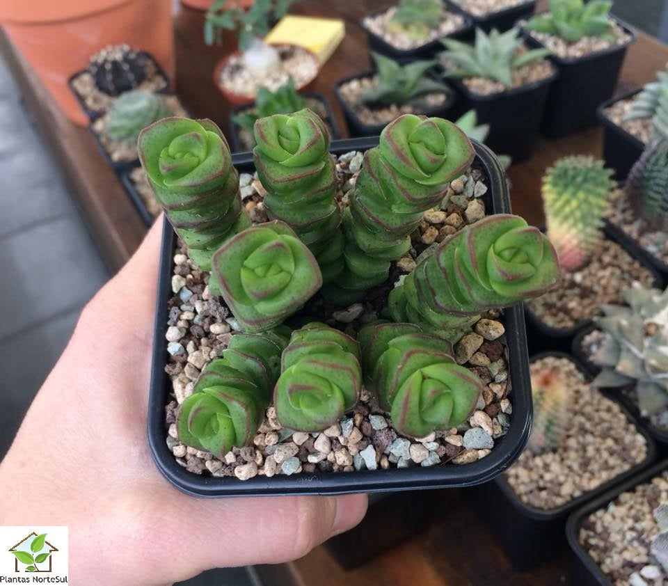 Crassula marnieriana jade necklace