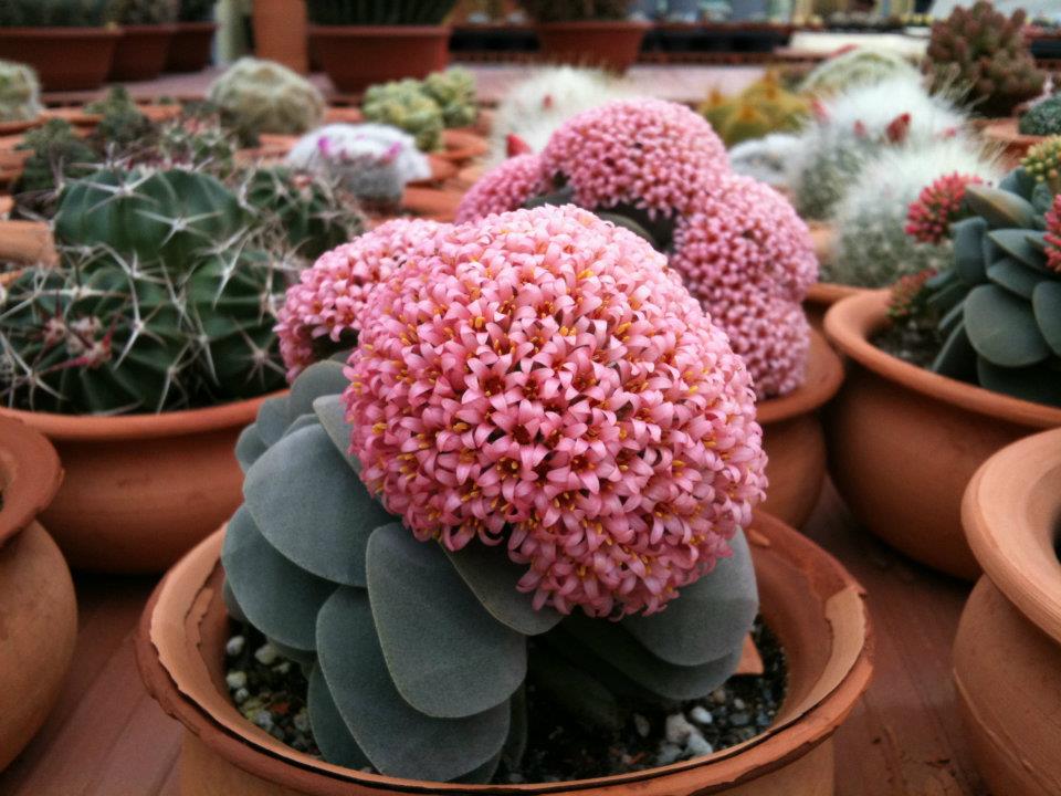 Crassula Morgan's Beauty