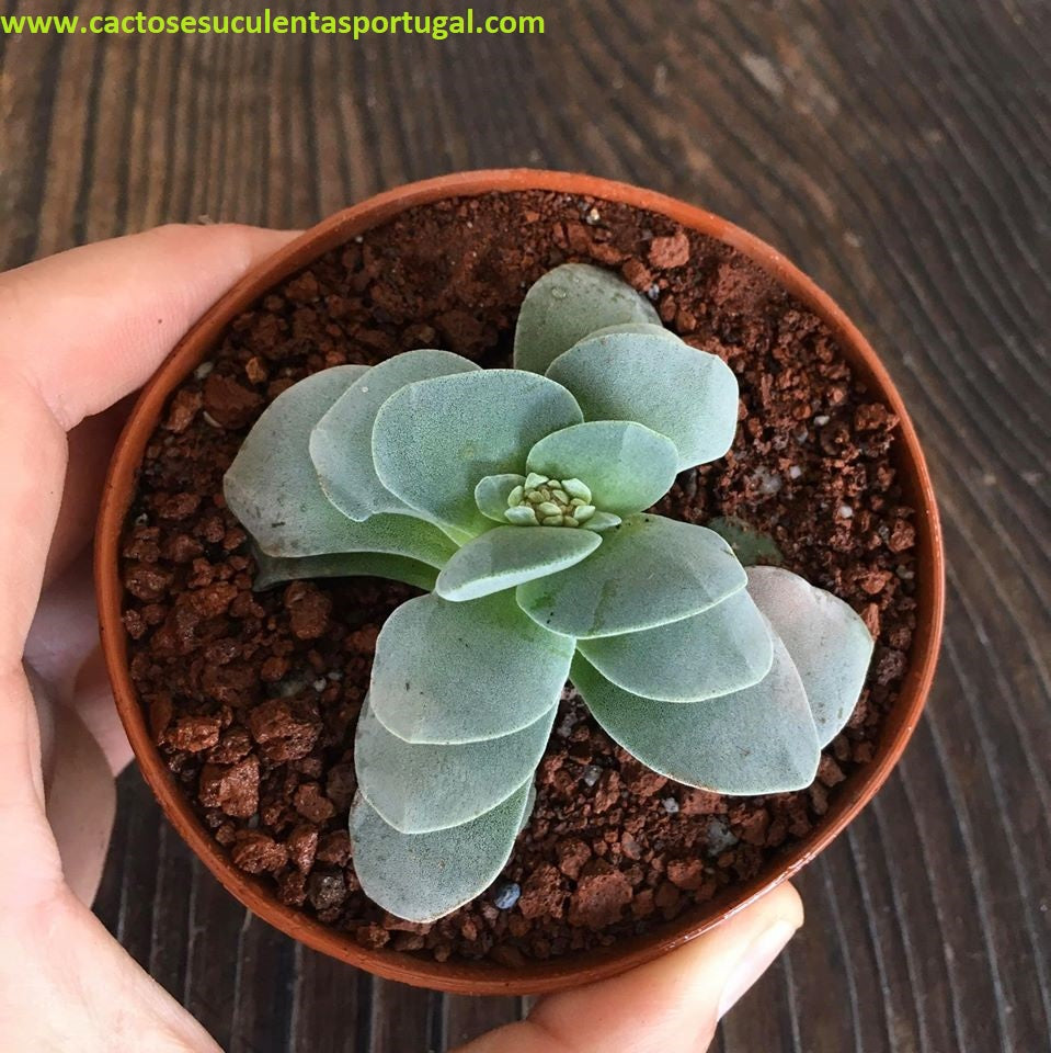 Crassula morgan's beauty