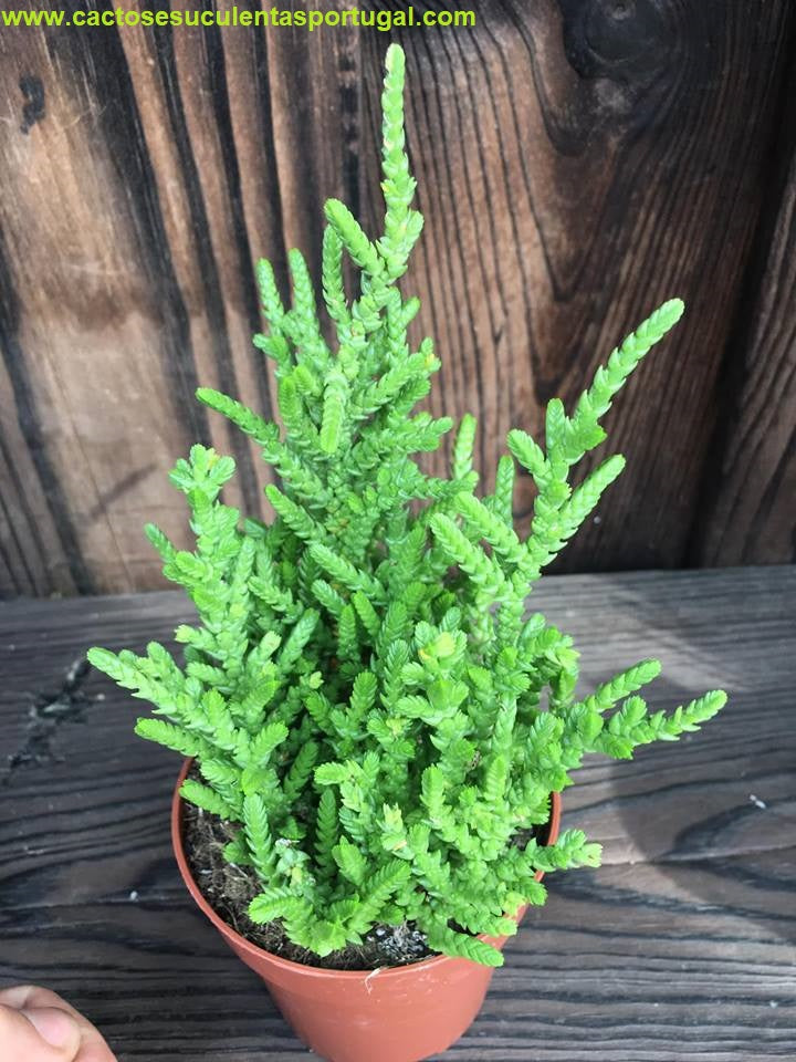 Crassula muscosa