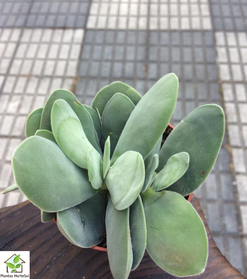 Crassula cotyledonis
