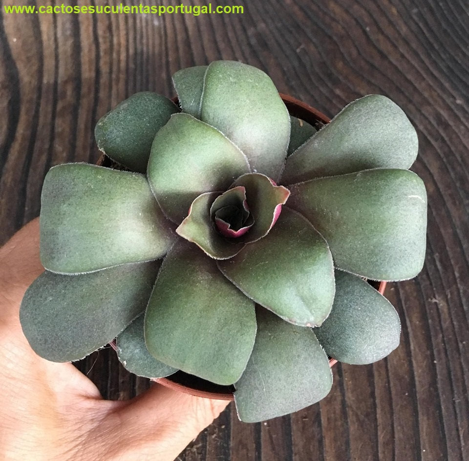 Crassula orbicularis var. rosularis