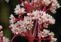 Crassula orbicularis var. rosularis