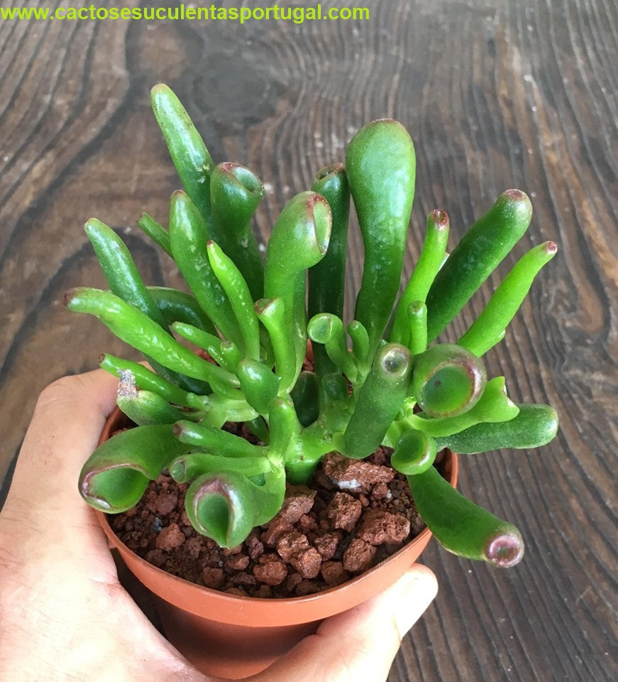 Crassula ovata gollum orelha de shrek
