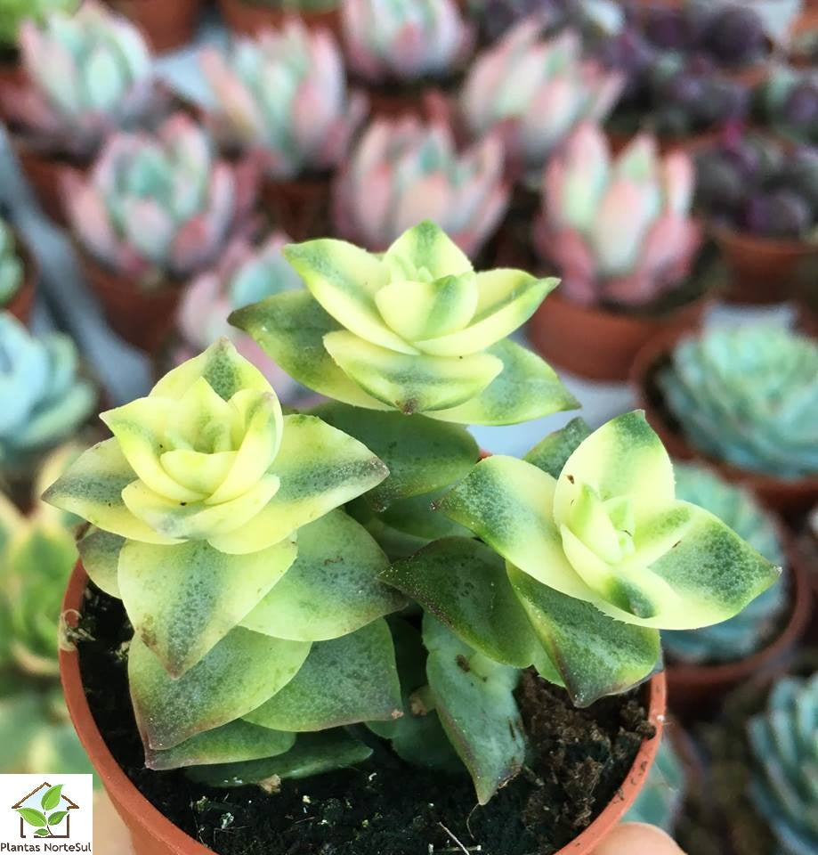 Crassula perforata variegata