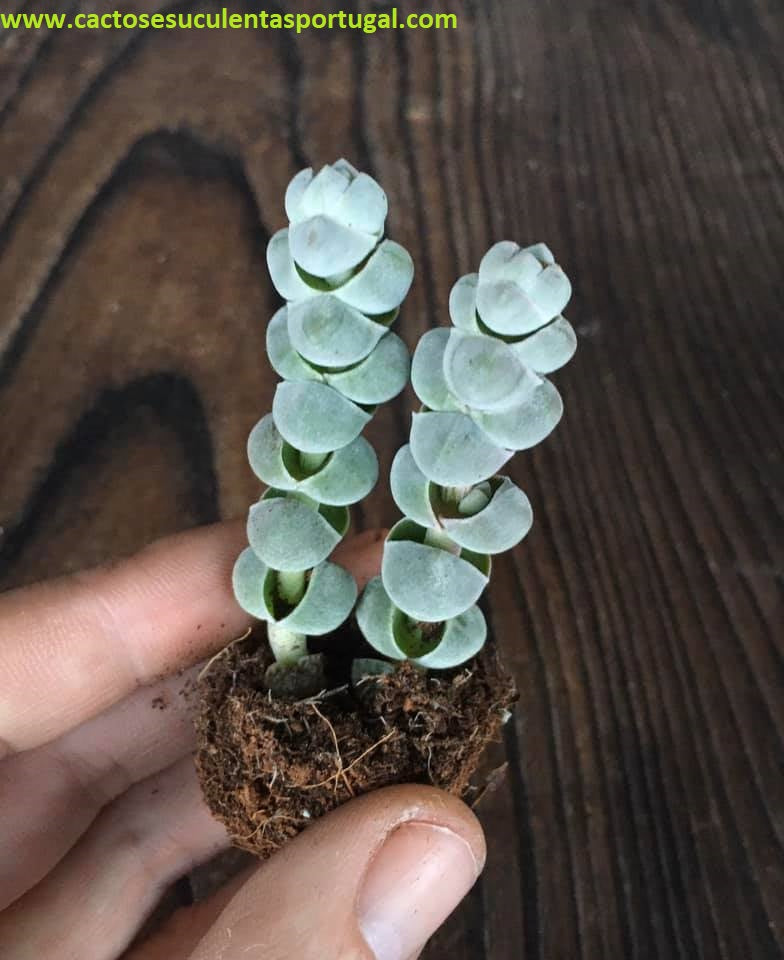 Crassula plegmatoides