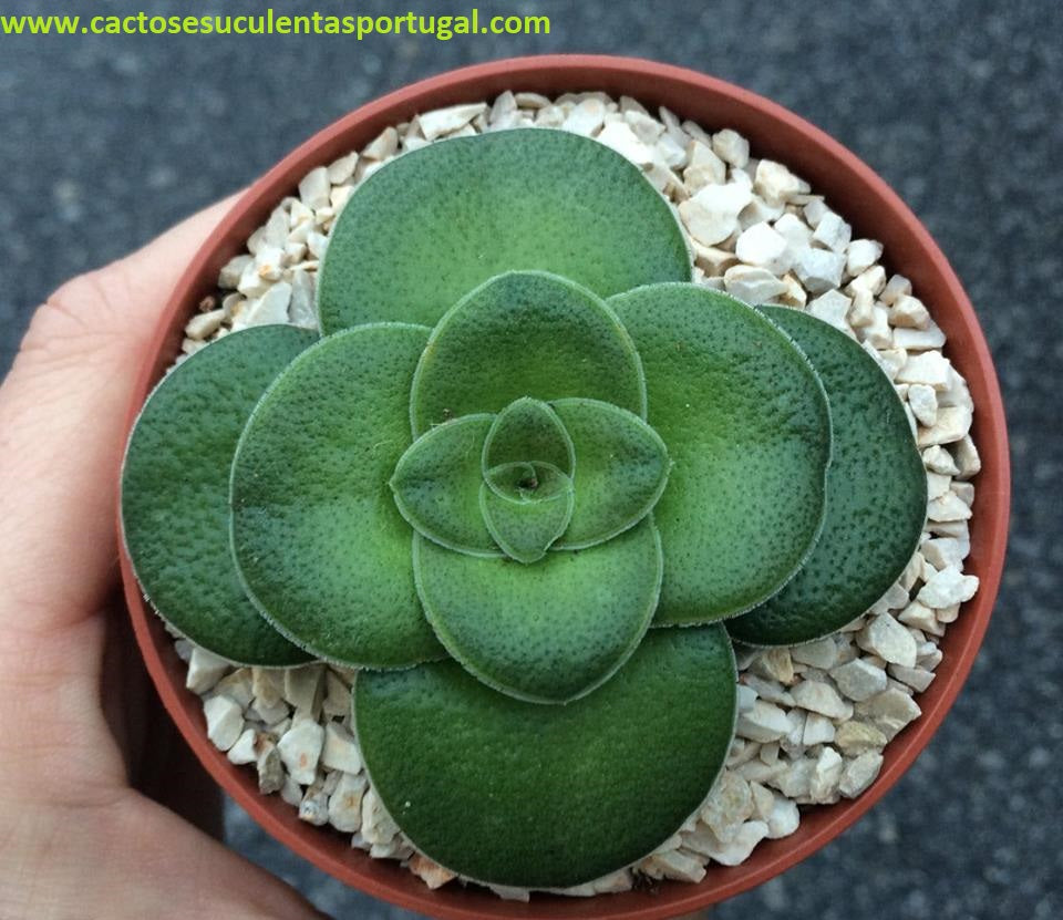 Crassula pseudohemisphaerica