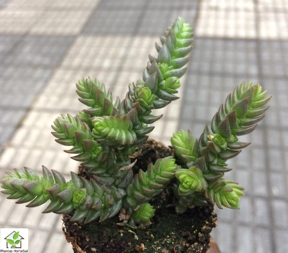 Crassula lycopodioides