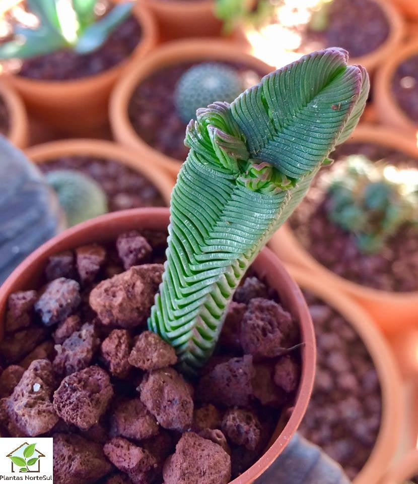 Crassula pyramidalis