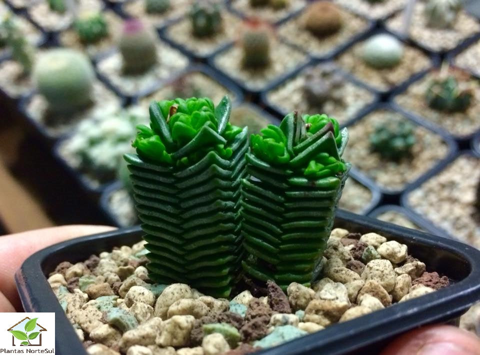Crassula pyramidalis x congesta