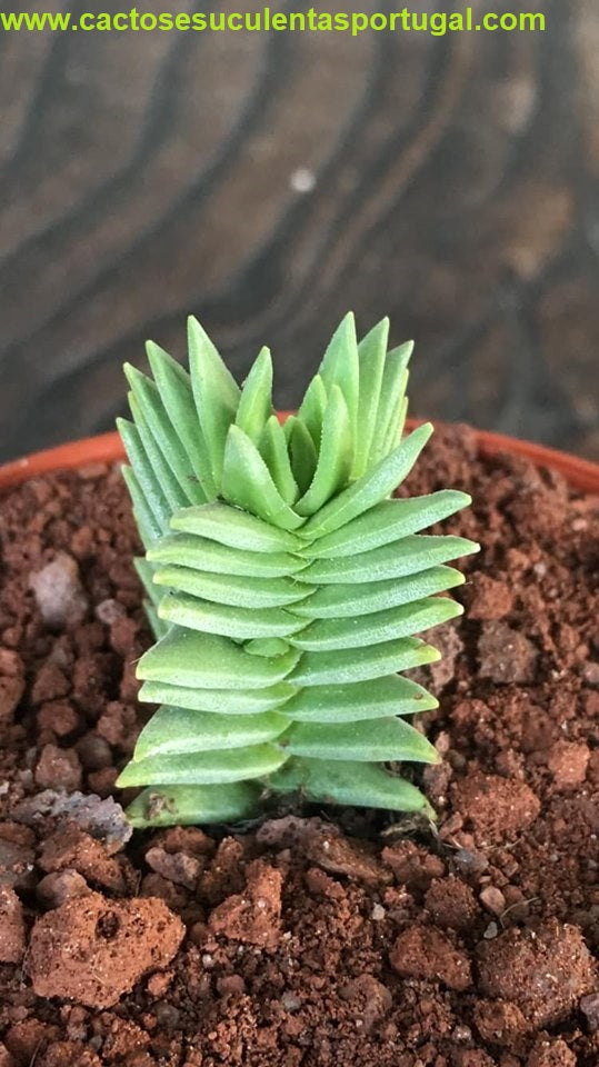 Crassula pyramidalis x congesta