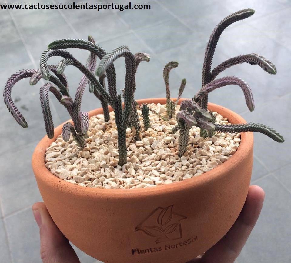 Crassula rhapsody in pink