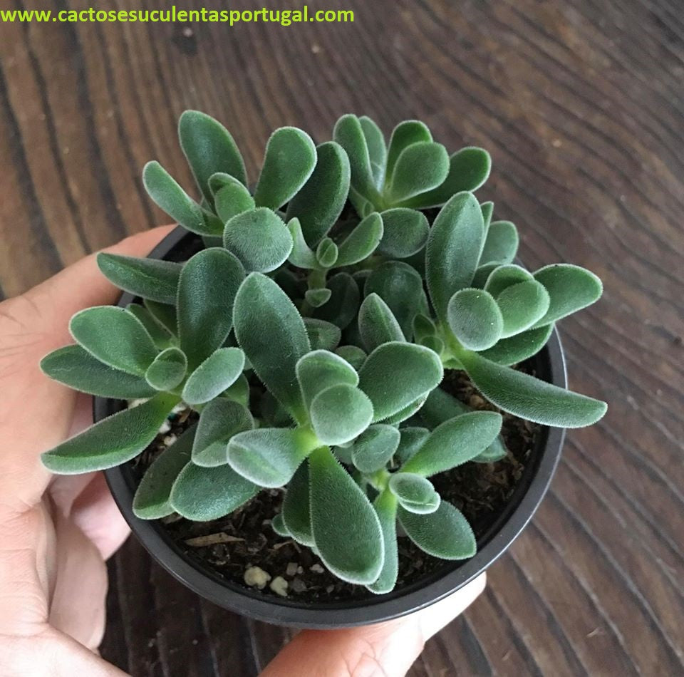 Crassula rogersii