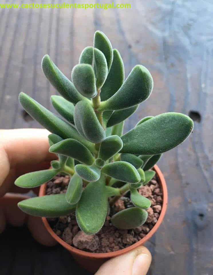 Crassula rogersii 