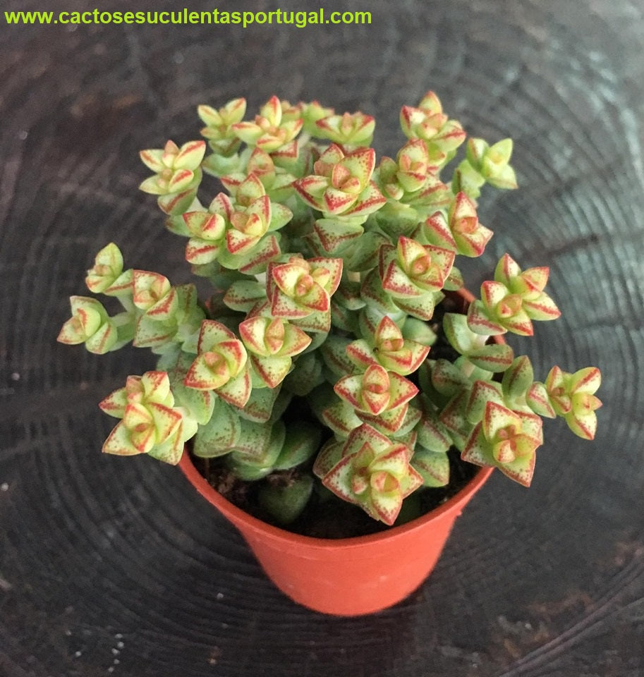 Crassula rupestris subsp. commutata