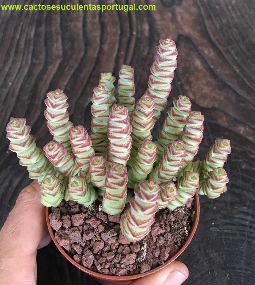 Crassula rupestris subsp. marnieriana