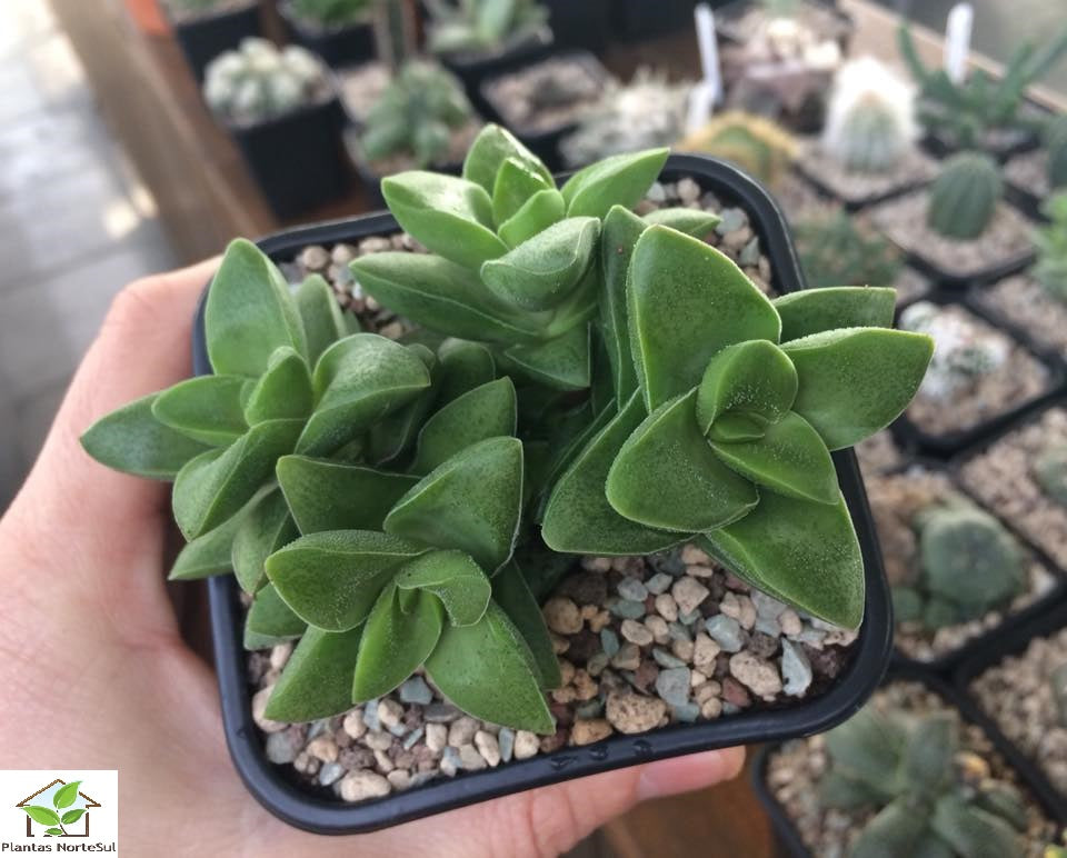Crassula springtime