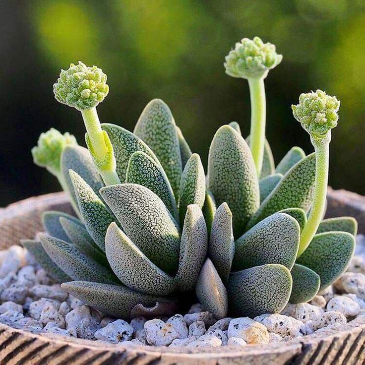 Crassula tecta