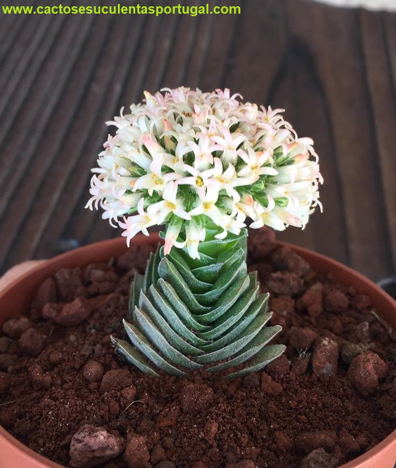 Crassula Templo de Buda flower