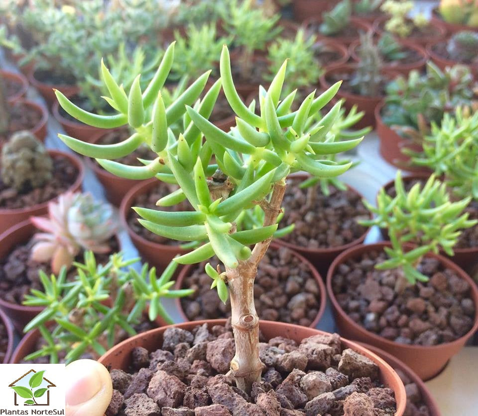 Crassula tetragona