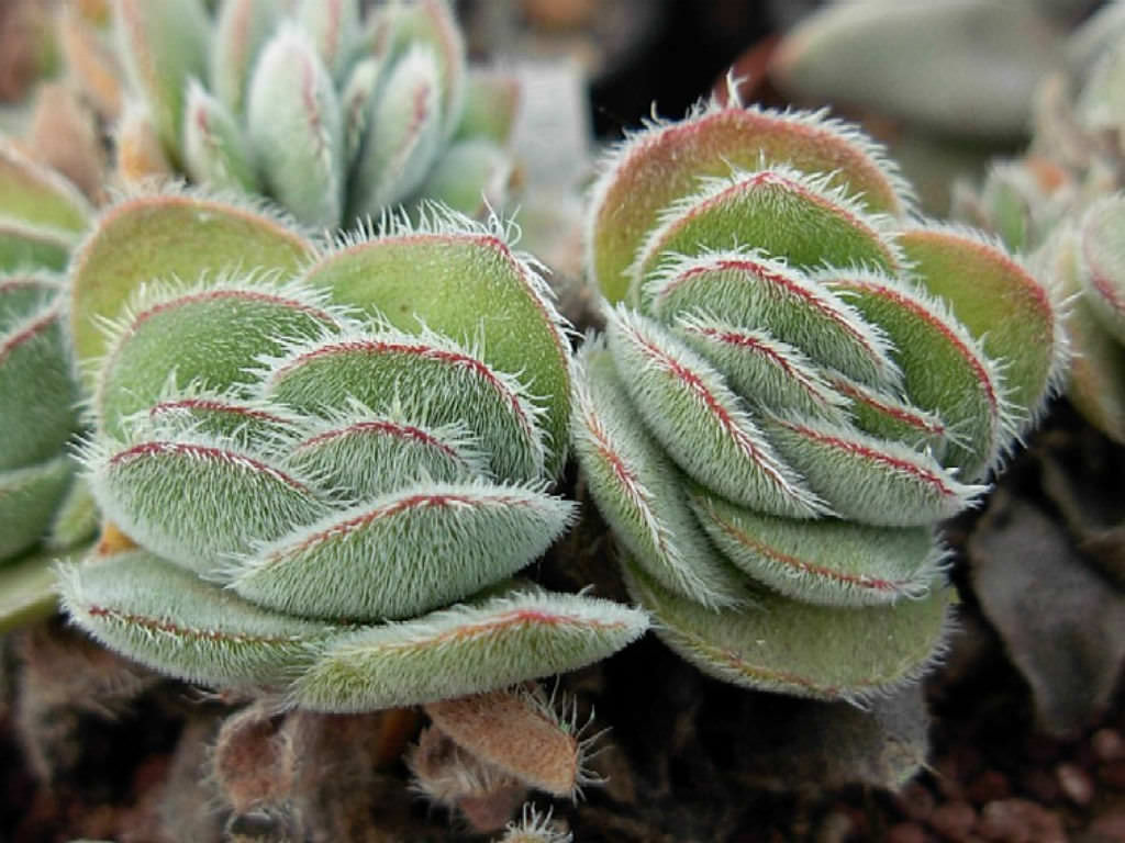 Crassula tomentosa vaso 8.5cm