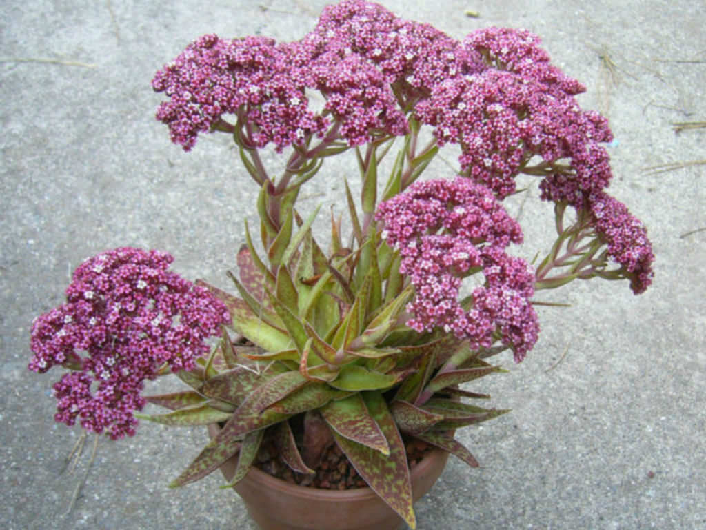 Crassula alba var. parvisepala,