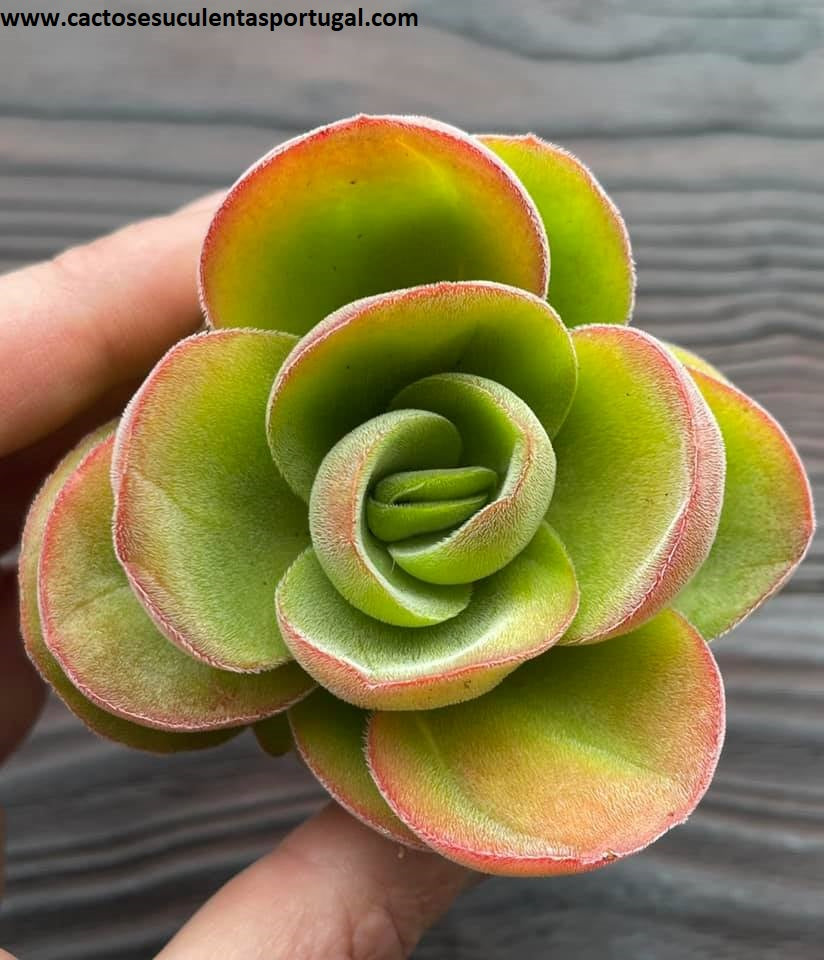 Crassula argyrophylla var. swaziensis