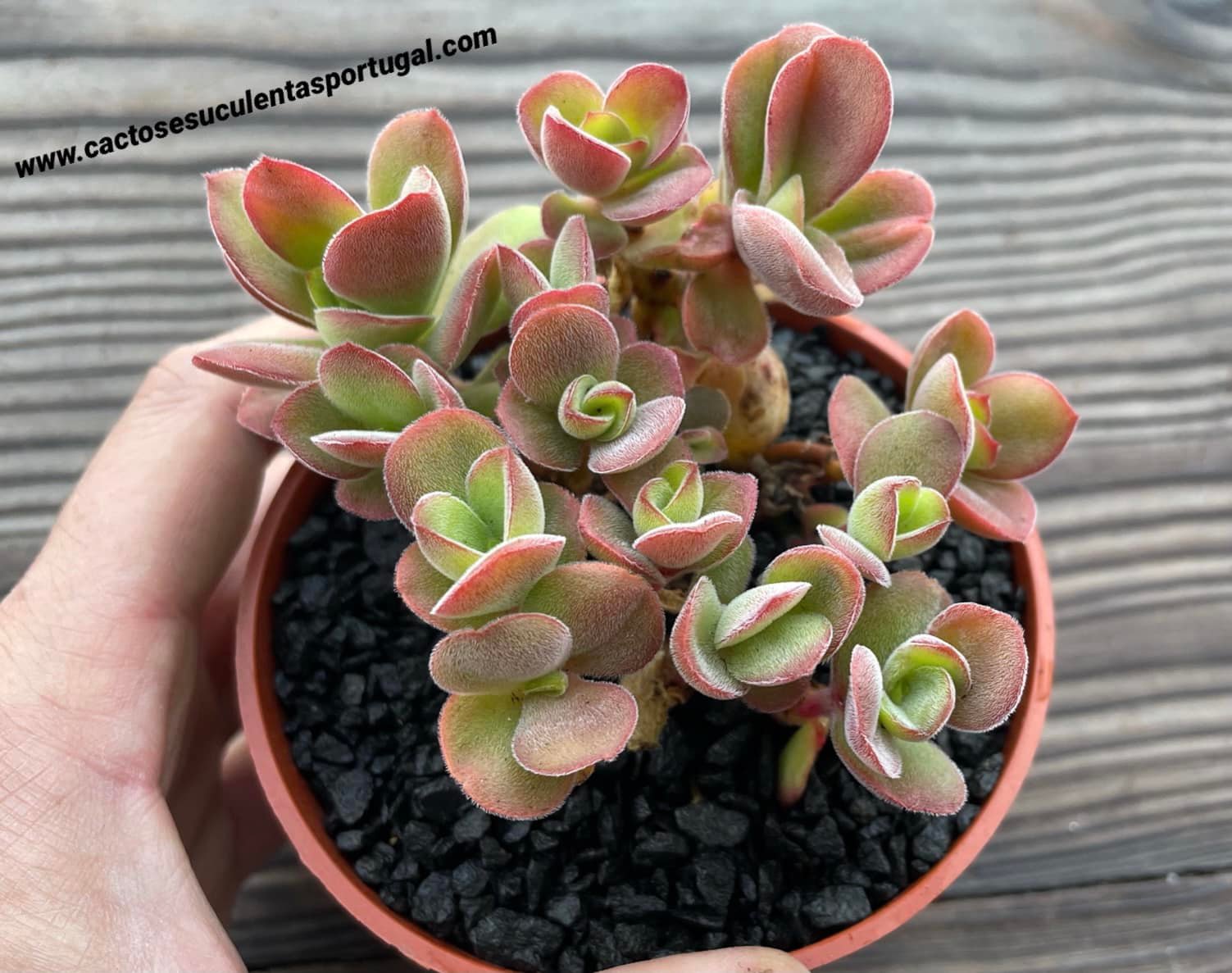 Crassula argyrophylla var. swaziensis
